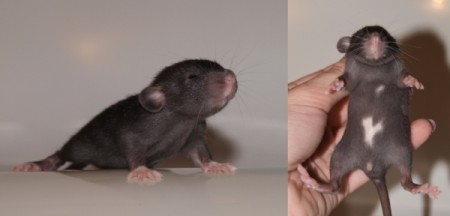 † Lupínek ILLEGAL Rats (L13)